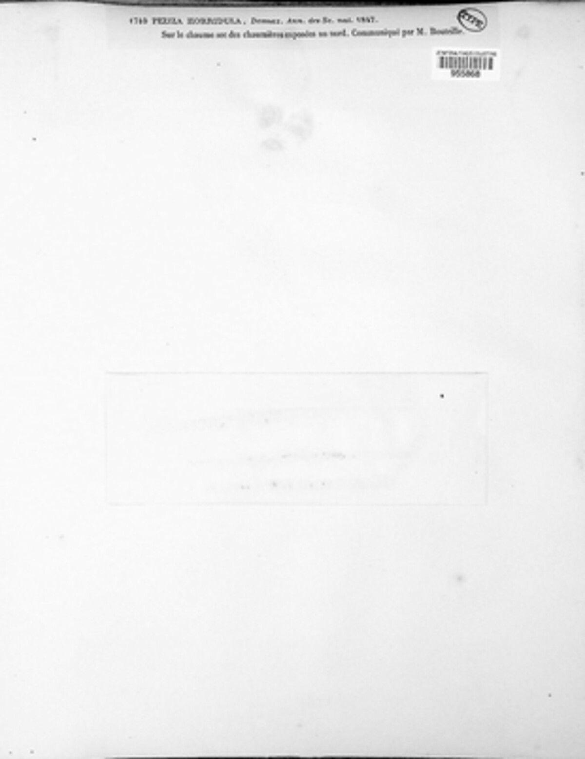 Trichopeziza horridula image